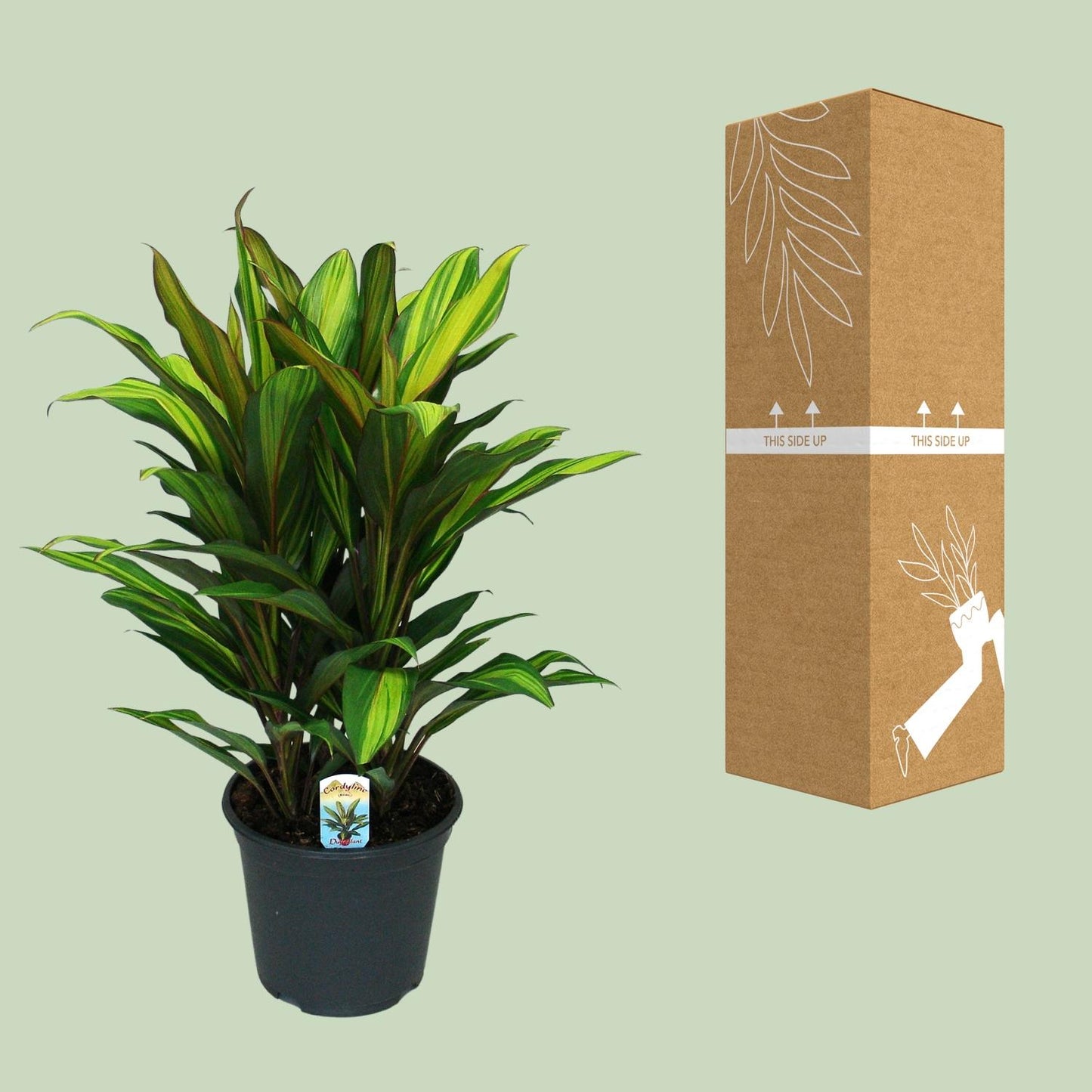 Cordyline Fruticosa Kiwi – Trendige tropische Zimmerpflanze Ø19cm