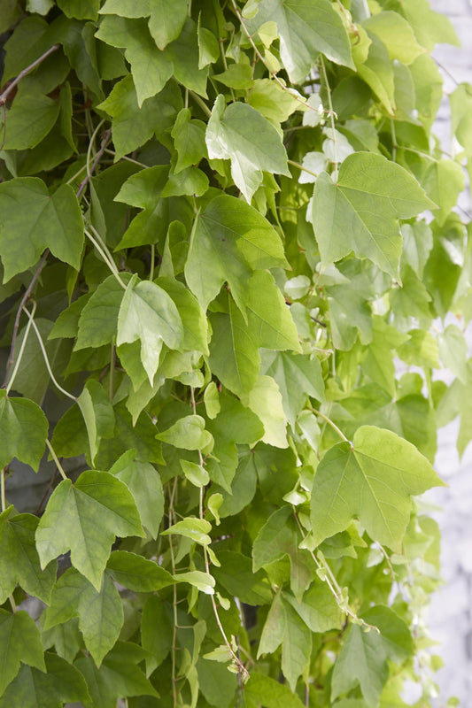 Parthenocissus tricuspidata 'Fenway Park' – Gelbgrüner Wildflügel, Ø15cm, ca. 65cm