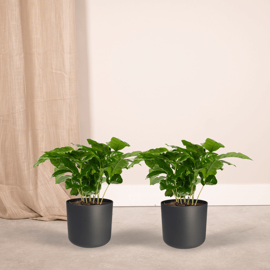 Coffea Arabica Kaffeepflanze – 2er Set, Ø12cm, ca. 25cm hoch