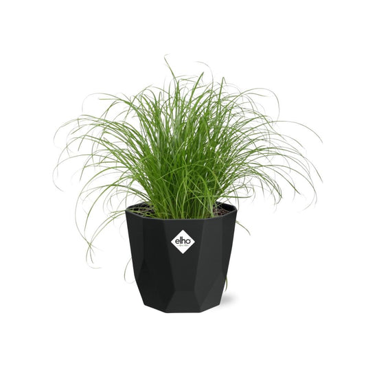 Schirmgras Zumula – pflegeleichte Zimmerpflanze im 14cm Topf