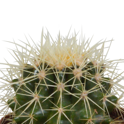 Bolcactus Kakteen-Mischung im weißen Topf 8,5 cm