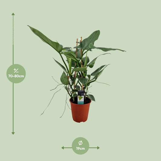 Philodendron Grey – Pflegeleichte Zimmerpflanze Ø19cm
