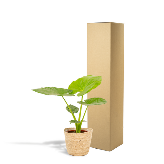 Elefantenohr (Alocasia) – 70 cm mit Korb Selin