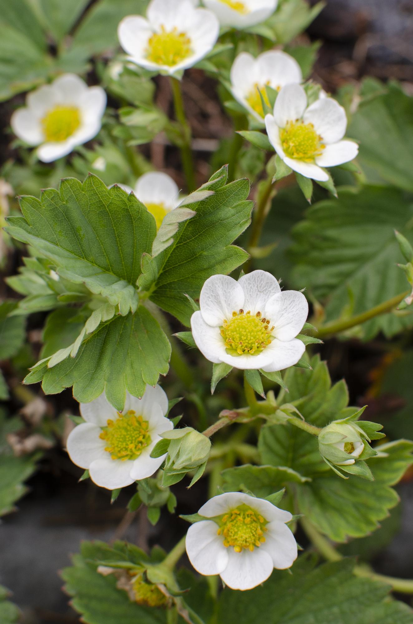 Erdbeere 'Delizzimo' Ø13cm – Bio-Beerenpflanze