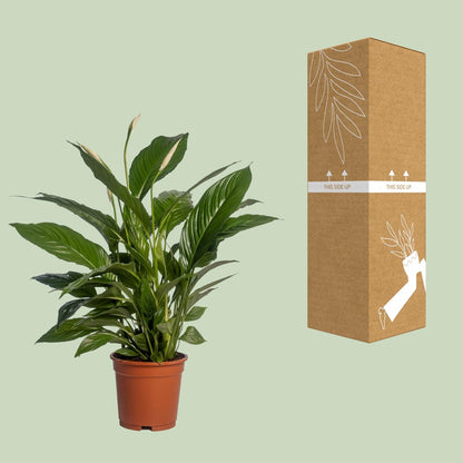 Spathiphyllum Vivaldi – Pflegeleichte Friedenslilie Ø17cm, 70cm hoch
