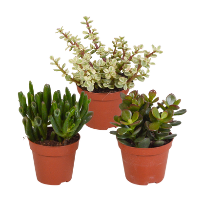 Crassula-Mix 3er Set – pflegeleichte Sukkulenten 8,5 cm