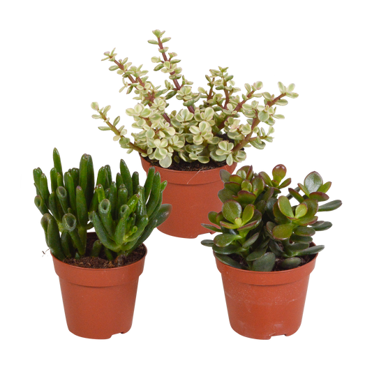Crassula-Mix 3er Set – pflegeleichte Sukkulenten 8,5 cm