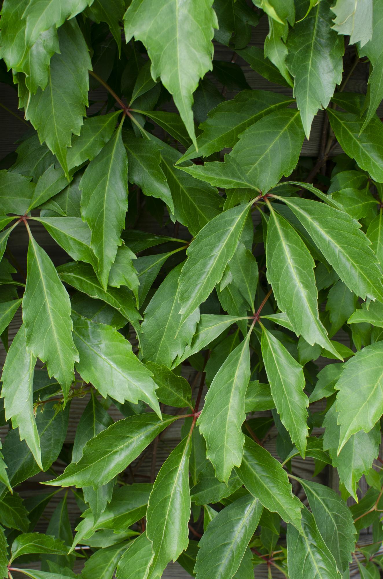 4x Parthenocissus quinquefolia 'Engelmannii' – Selbstkletternde Kletterpflanze Ø15cm