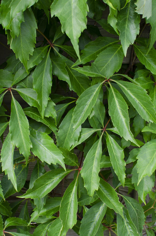 4x Parthenocissus quinquefolia 'Engelmannii' – Selbstkletternde Kletterpflanze Ø15cm