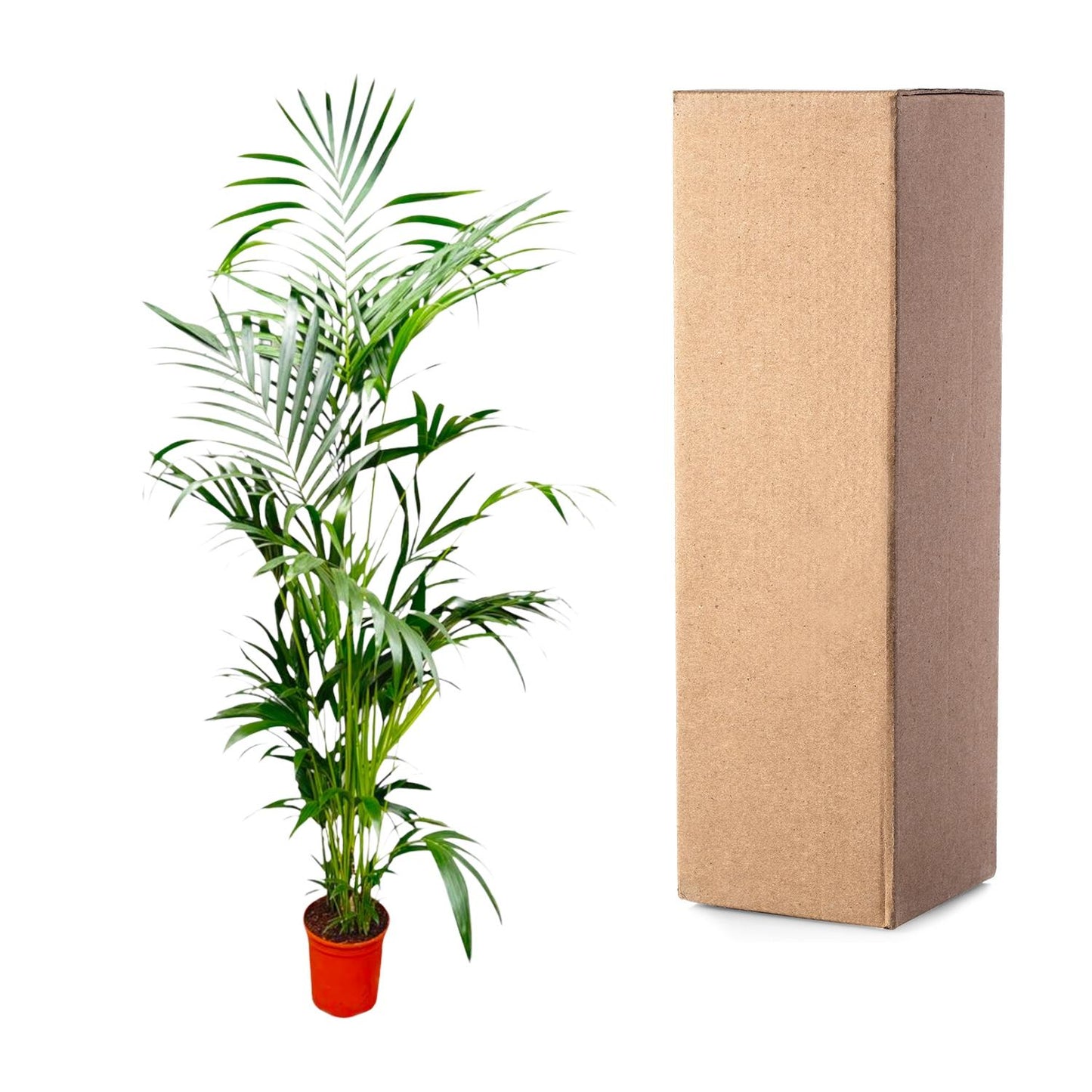 Kentia-Palme – Elegante pflegeleichte Zimmerpflanze 200 cm