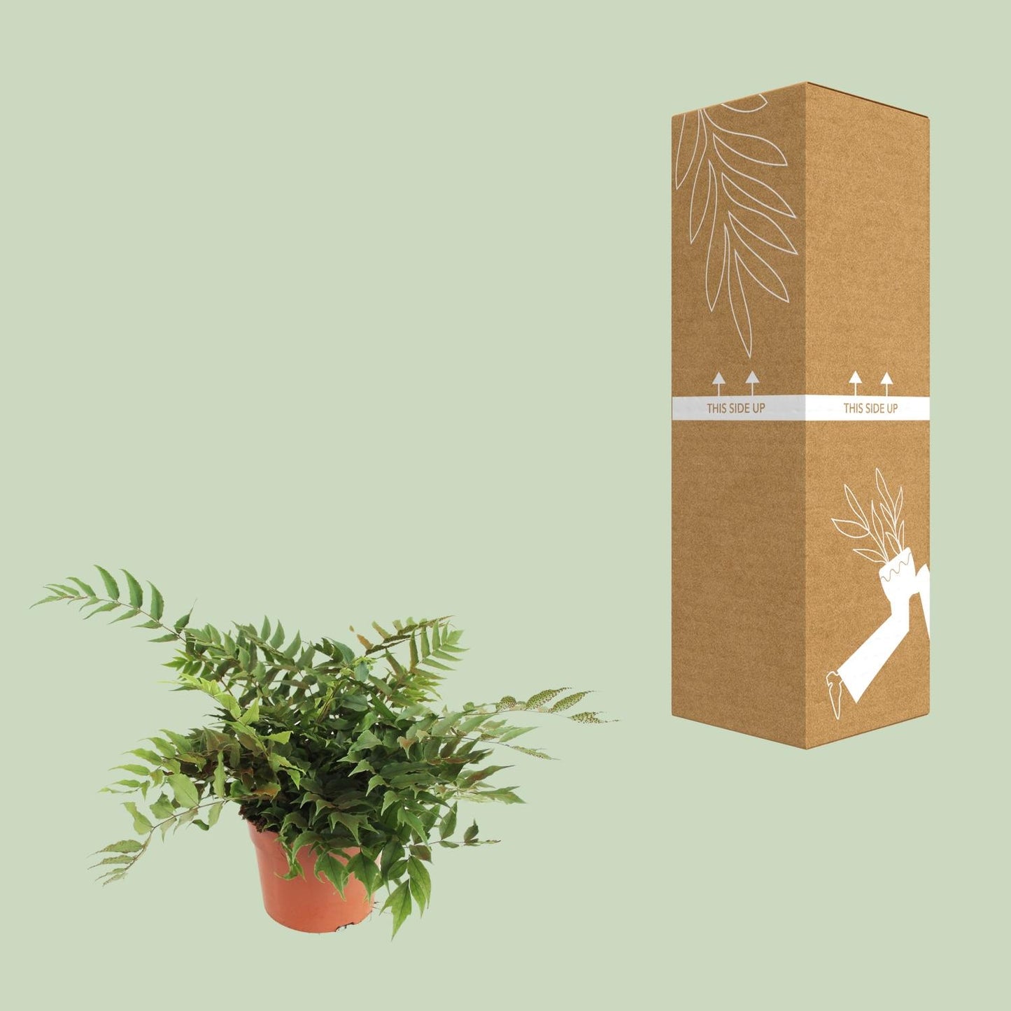 Glücksfarn Fortunei – Pflegeleichter Halbschatten-Farn Ø24cm