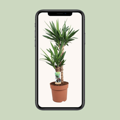 Yucca Elephantipes - Ø21cm Topf - ca. 80cm Höhe