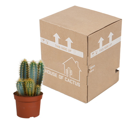 Pilosocereus azureus – Blauer Säulenkaktus 12 cm, pflegeleicht & robust