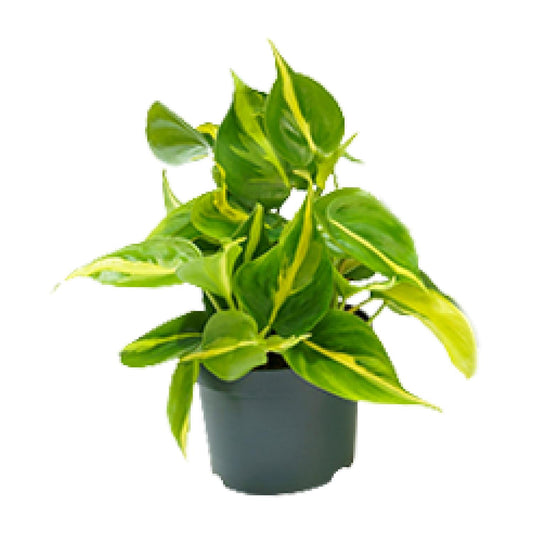 Philodendron Brasil – Pflegeleichter Kletterphilodendron Ø12cm