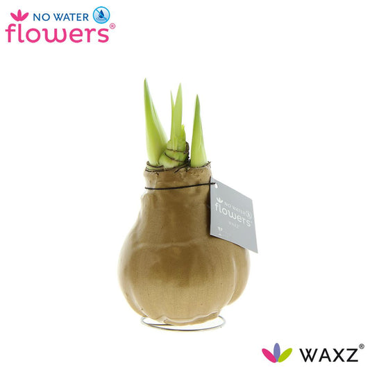 No Water Flowers Waxz® Metallic Gold Ø15cm – Pflegeleichte Trendpflanze