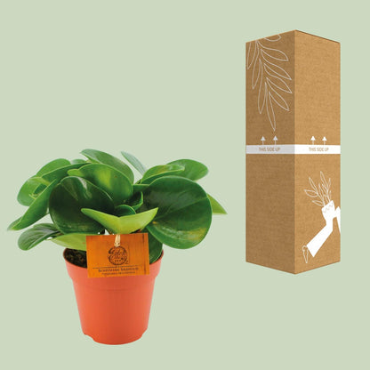 Peperomia Obtusifolia – Pflegeleichte Zimmerpflanze Ø12 cm