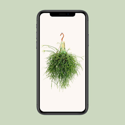 Rhipsalis Pulchra – Pflegeleichter Hängekaktus Ø14cm