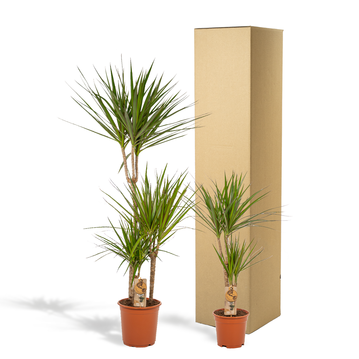 Dracaena Zimmerpflanzen-Set – 120 cm & 70 cm, pflegeleicht