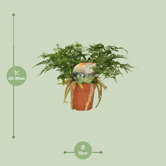 Humata Tyermannii – Pflegeleichter Bärenfußfarn Ø12cm, 30cm hoch