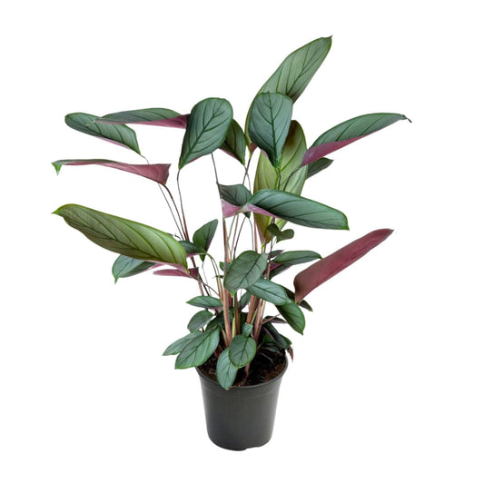 Ctenanthe Setosa – Pflegeleichte Trendpflanze Ø17cm