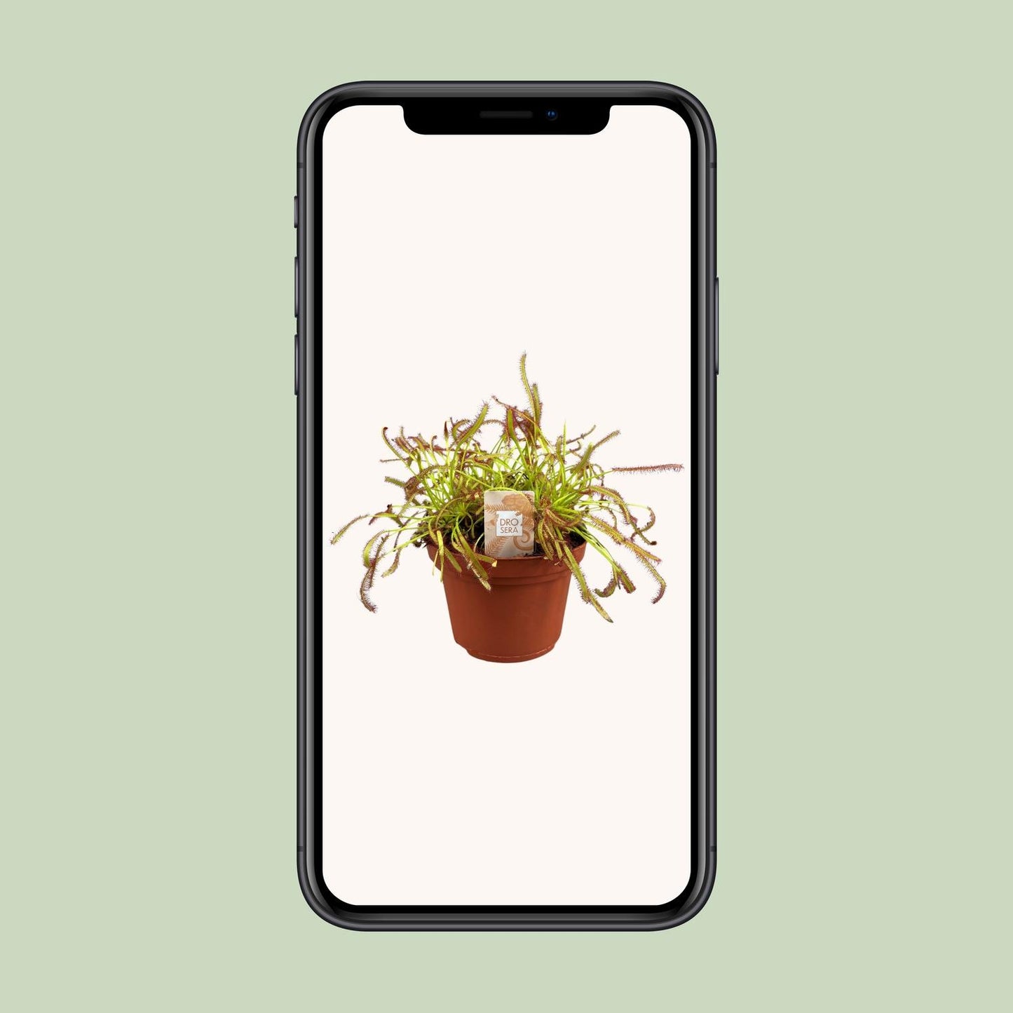 Drosera Capensis – Kap-Sonnentau Ø12cm, pflegeleicht