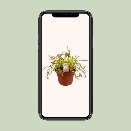 Drosera Capensis – Kap-Sonnentau Ø12cm, pflegeleicht