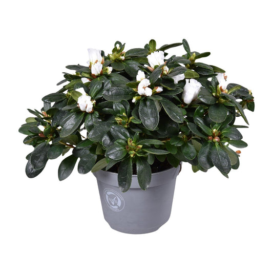 Azalee Witte Vogel – Pflegeleichte Blühpflanze Ø13cm, 27cm hoch