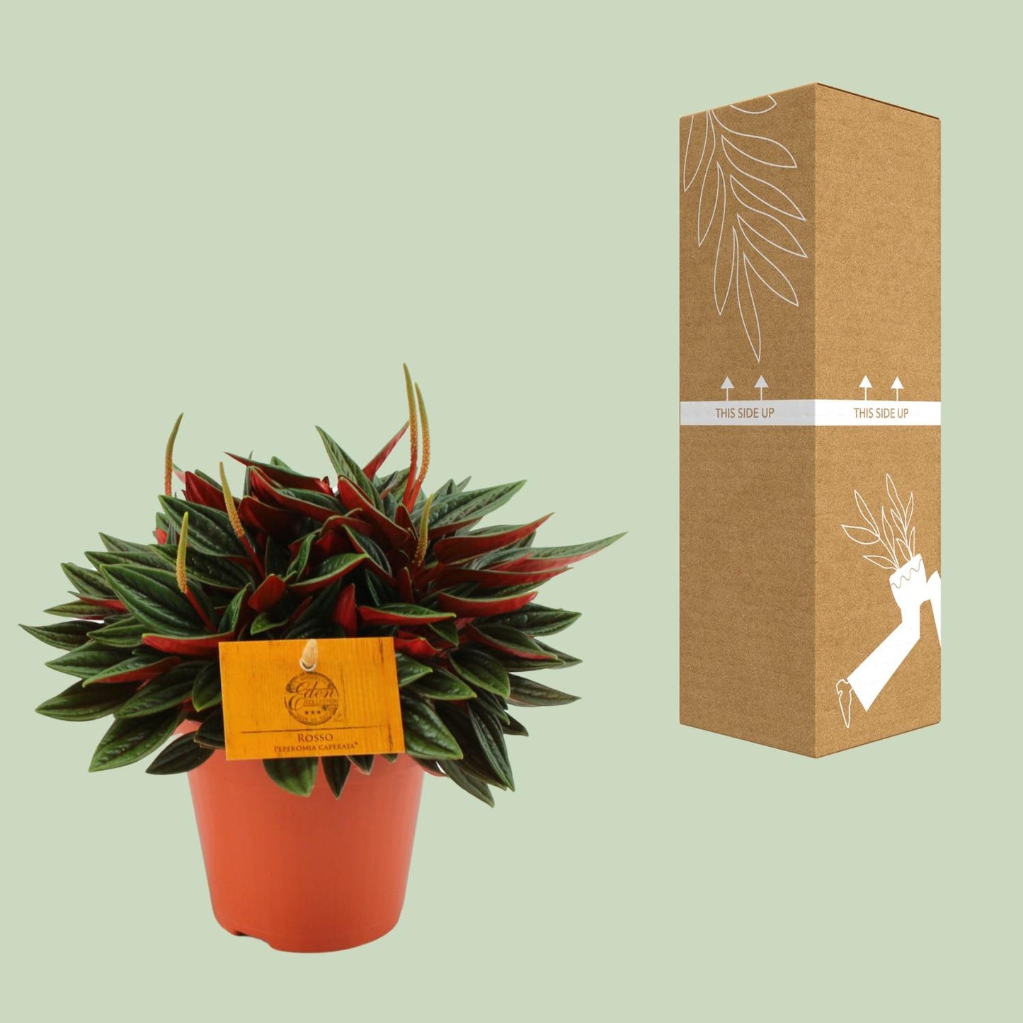 Peperomia Caperata Rosso – Pflegeleichte Zimmerpflanze Ø12cm