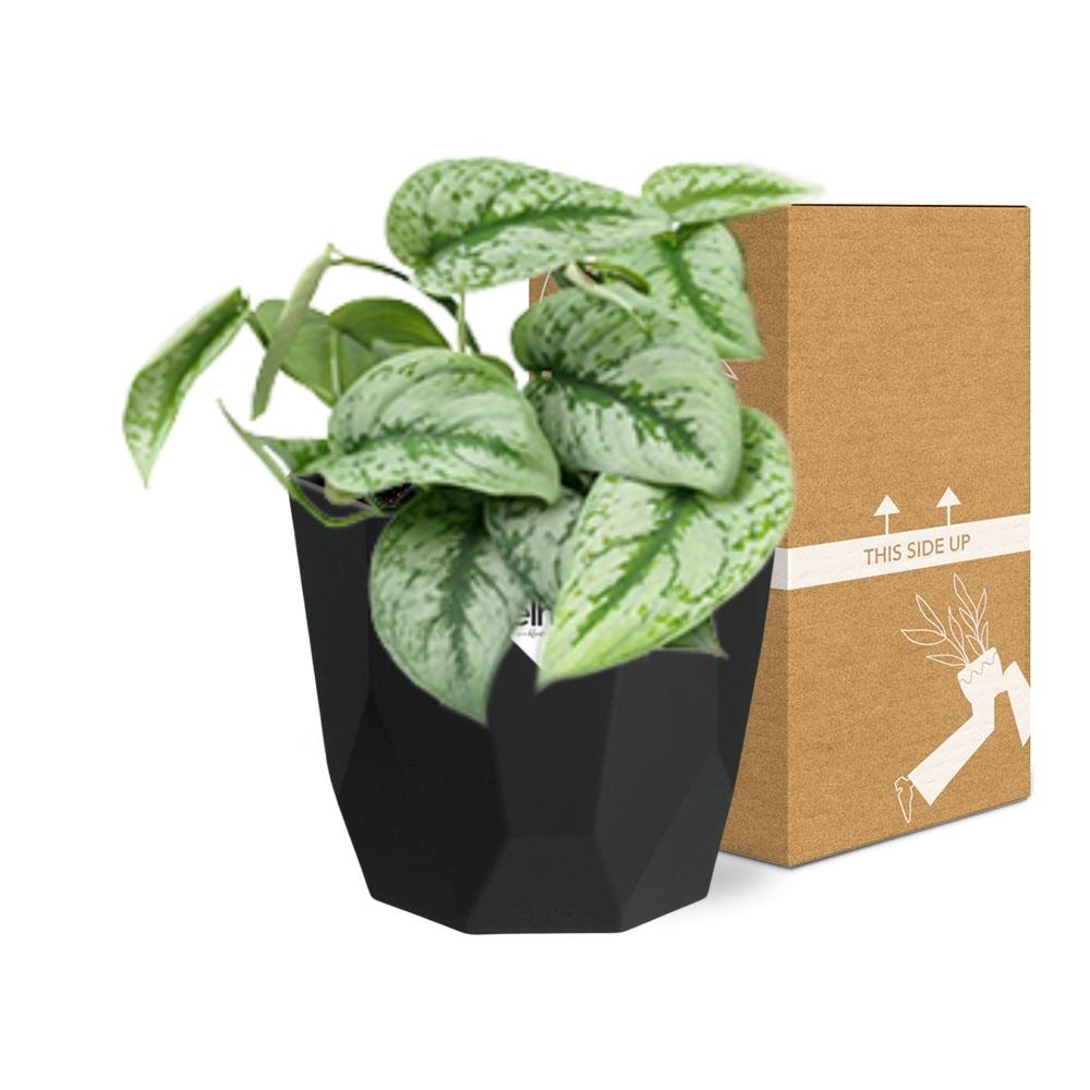 Scindapsus Pictus ‘Trebie’ – pflegeleichte Zimmerpflanze 14cm