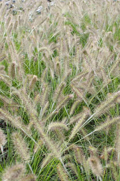 Pennisetum alopecuroides 'Hameln' – Kompaktes Lampenputzergras