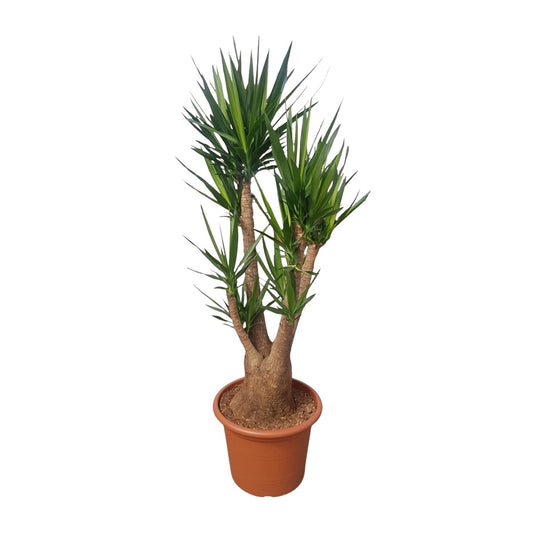 Yucca Elephantipes vertakt – 190 cm, Ø 55 cm, pflegeleicht & robust