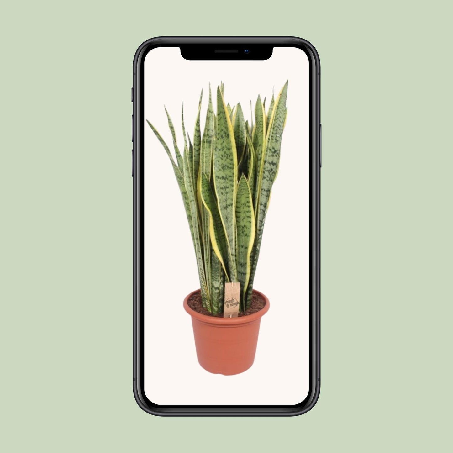 Sansevieria Trifasciata Laurentii Ø30cm – Pflegeleichte Schwiegermutterzunge