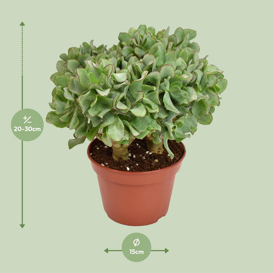 Crassula Arborescens Undulatifolia – Silberdollar-Pflanze Ø15cm