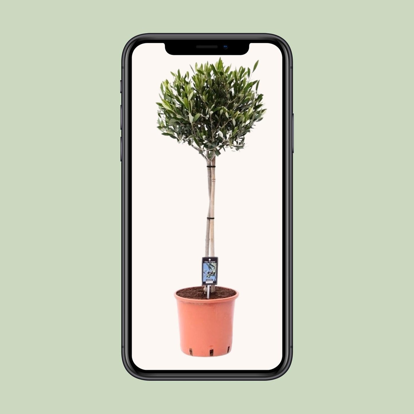 Gewöhnliche Olive Olea europaea Ø22cm, ca. 100cm hoch