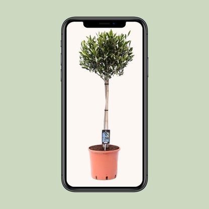 Gewöhnliche Olive Olea europaea Ø22cm, ca. 100cm hoch
