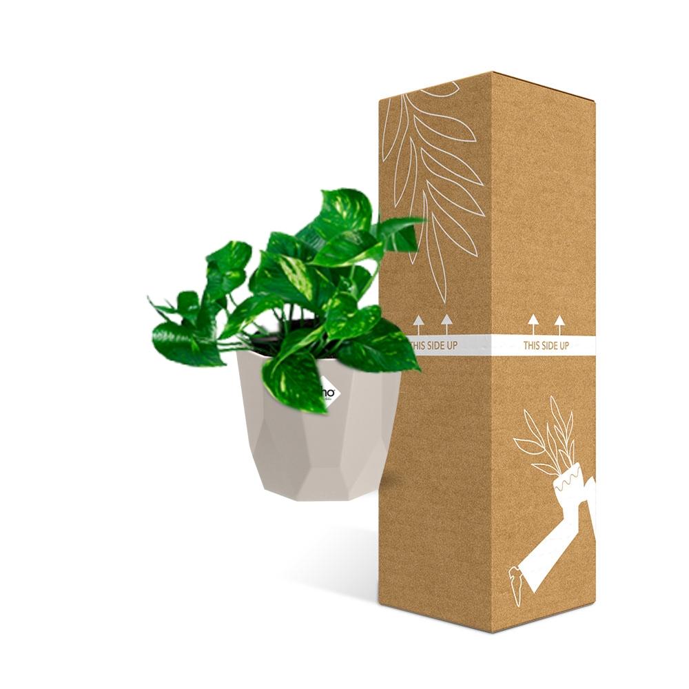 Epipremnum Pinnatum ‘Aureum’ in ELHO b.for rock 14 cm warm grey