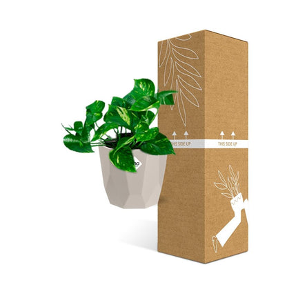 Epipremnum Pinnatum ‘Aureum’ in ELHO b.for rock 14 cm warm grey