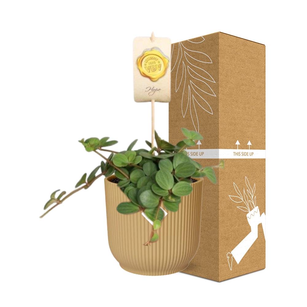 Peperomia ‘Hope’ – Pflegeleichte Zimmerpflanze im ELHO Vibes Fold Topf 14cm