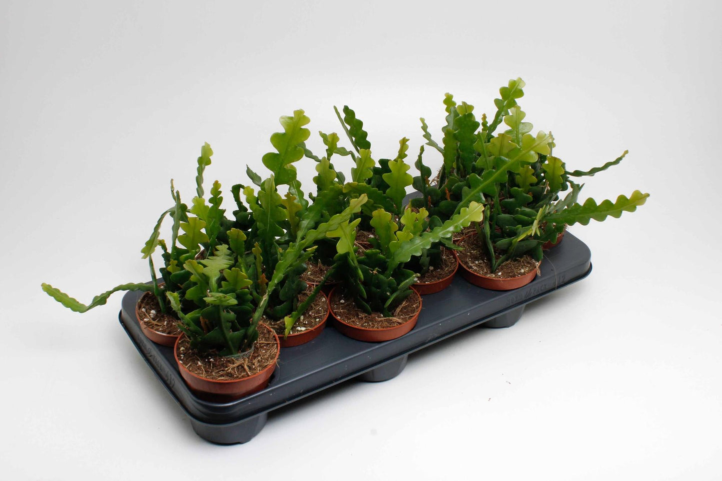 Epiphyllum Anguliger – Pflegeleichte Zimmerpflanze Ø10,5cm