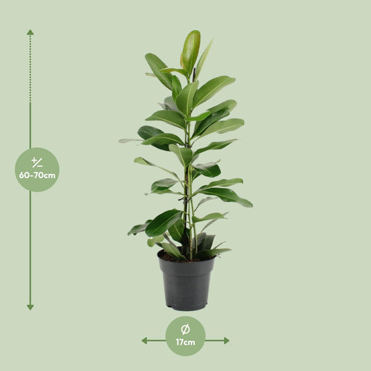 Ficus Microcarpa Smile® – Pflegeleichte Zimmerpflanze Ø17cm