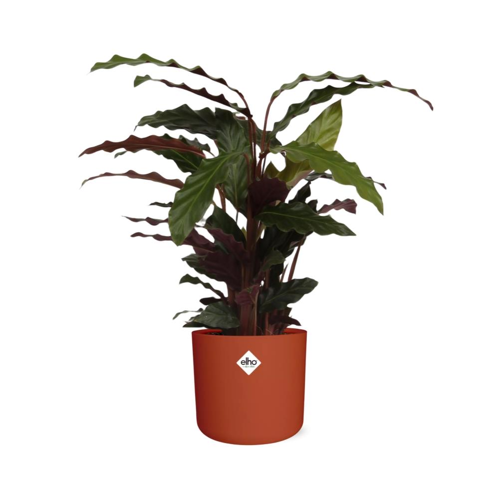 Calathea Rufibarba ‘Tropistar’ in ELHO b.for soft rond 14cm brique