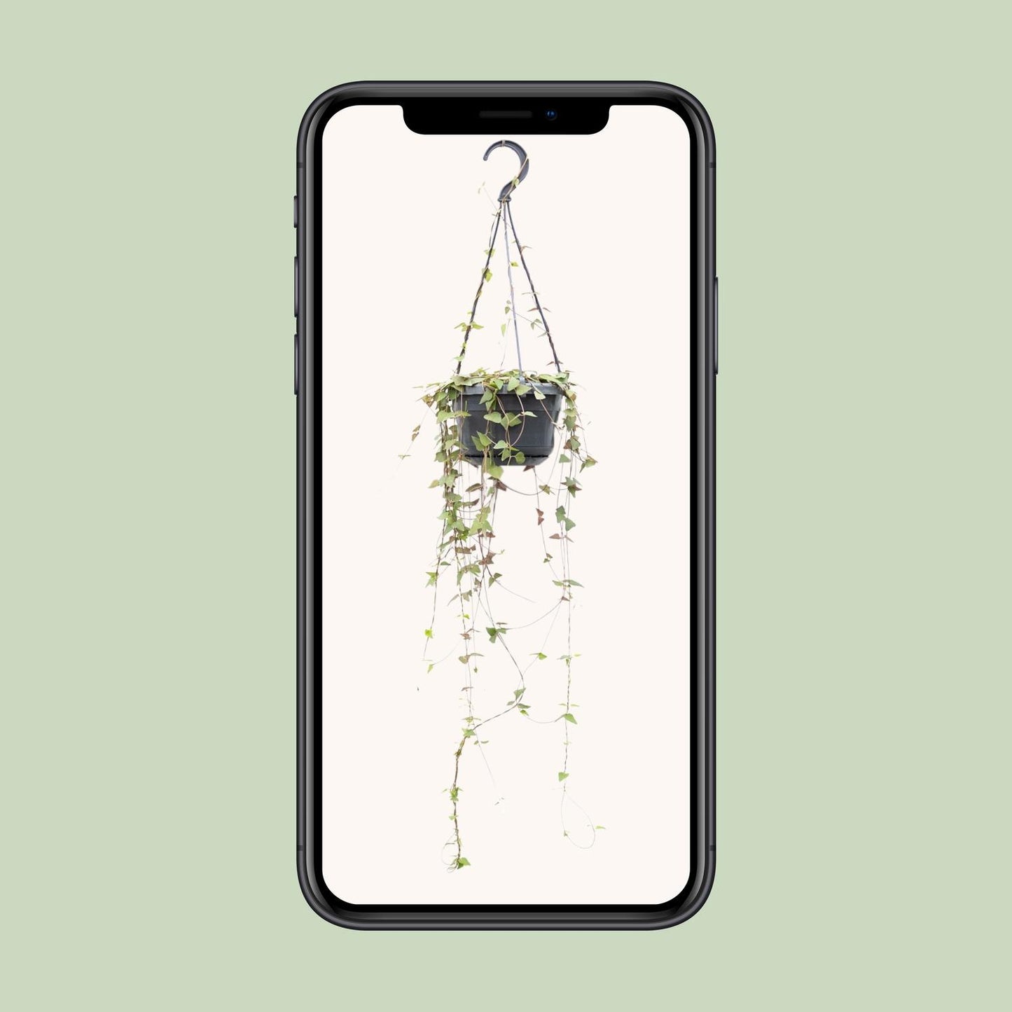 Ceropegia Linearis Remy – Herzförmige Sukkulente Ø14cm