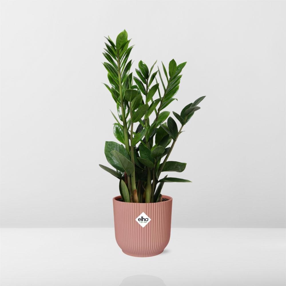 Zamioculcas – Pflegeleichte ZZ-Pflanze im ELHO Vibes Fold Topf 14cm rosa