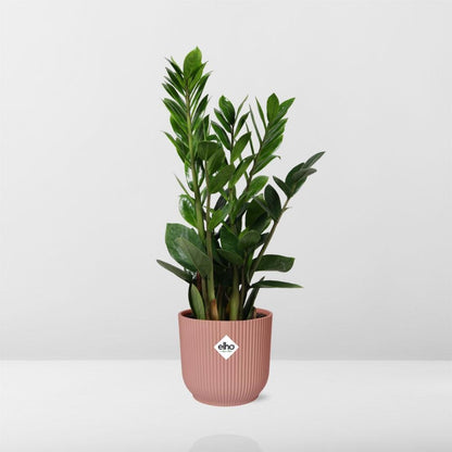 Zamioculcas – Pflegeleichte ZZ-Pflanze im ELHO Vibes Fold Topf 14cm rosa
