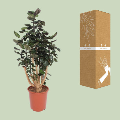 Polyscias Fabian – Pflegeleichte Zimmerpflanze Ø27cm, 130cm hoch