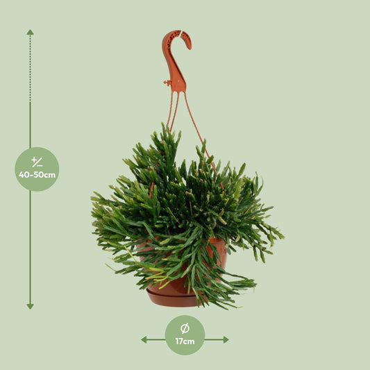 Rhipsalis Ewaldiana – Pflegeleichte Trendpflanze Ø17cm