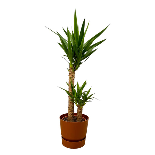 Yucca Elephantipes 100 cm mit Elho Greenville Topf Ø21 cm