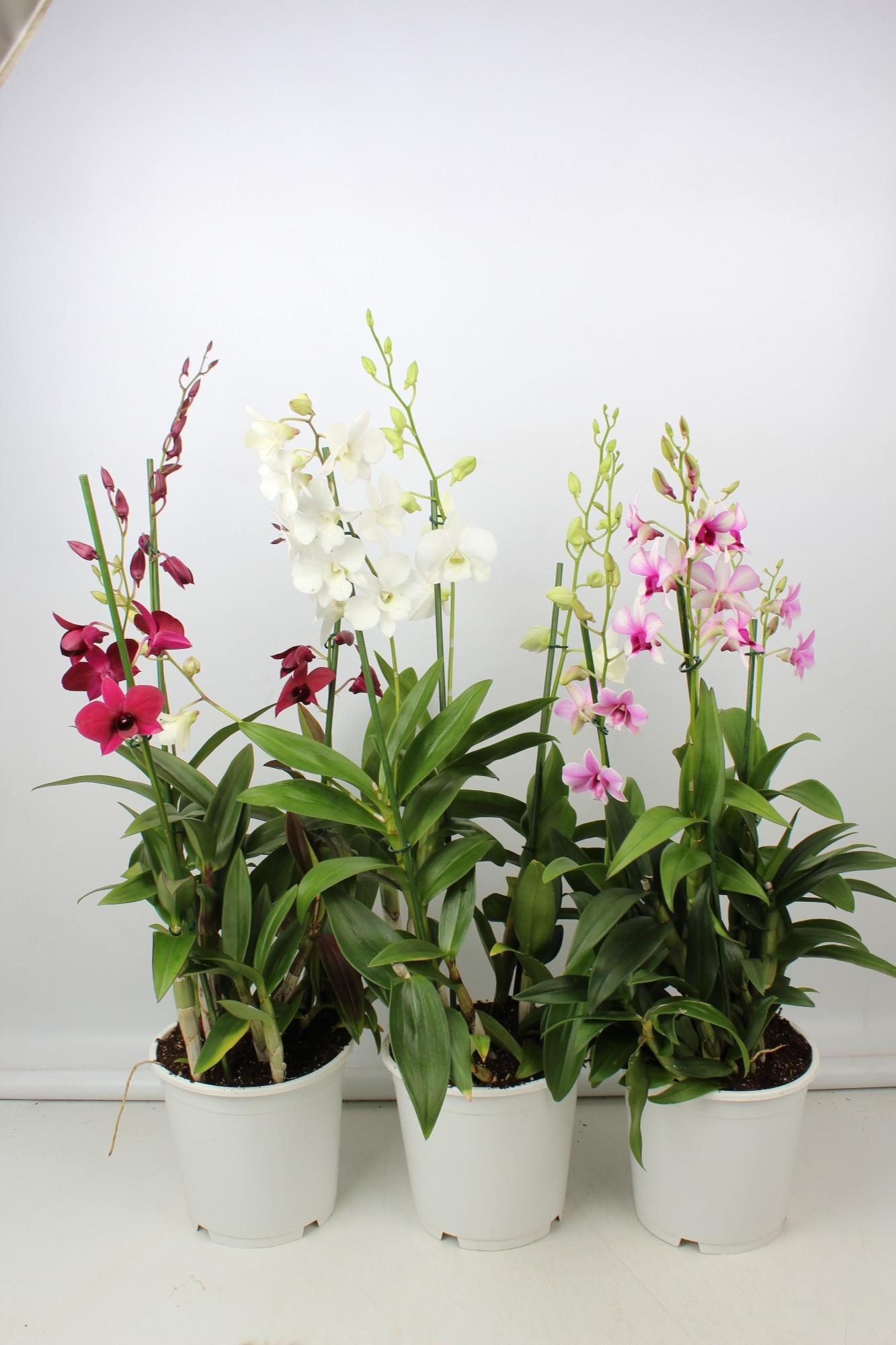Dendrobium Toef 3 Tak – Elegante Orchidee Ø19cm