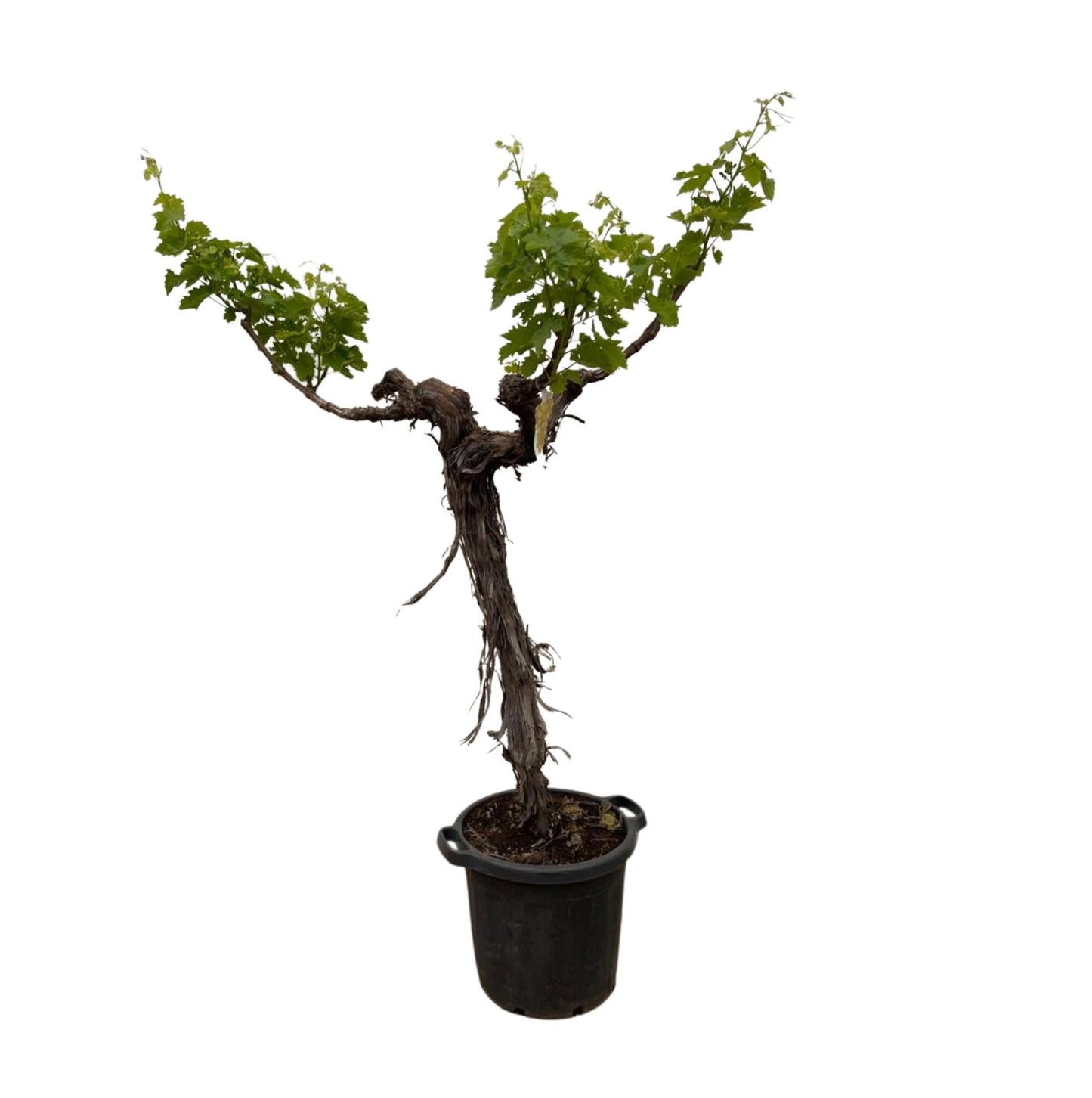 Weinrebe (Vitis Vinifera) verzweigter Stamm 220 cm