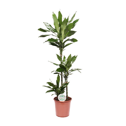 Dracaena Janet Lind – Eleganter Drachenbaum Ø24cm, 130cm hoch